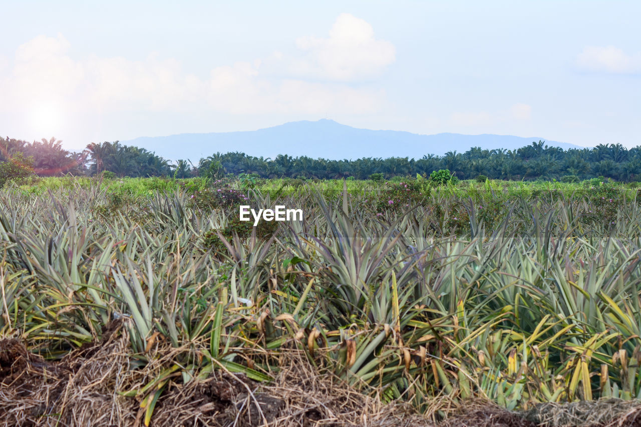 CROPS GROWING ON FIELD