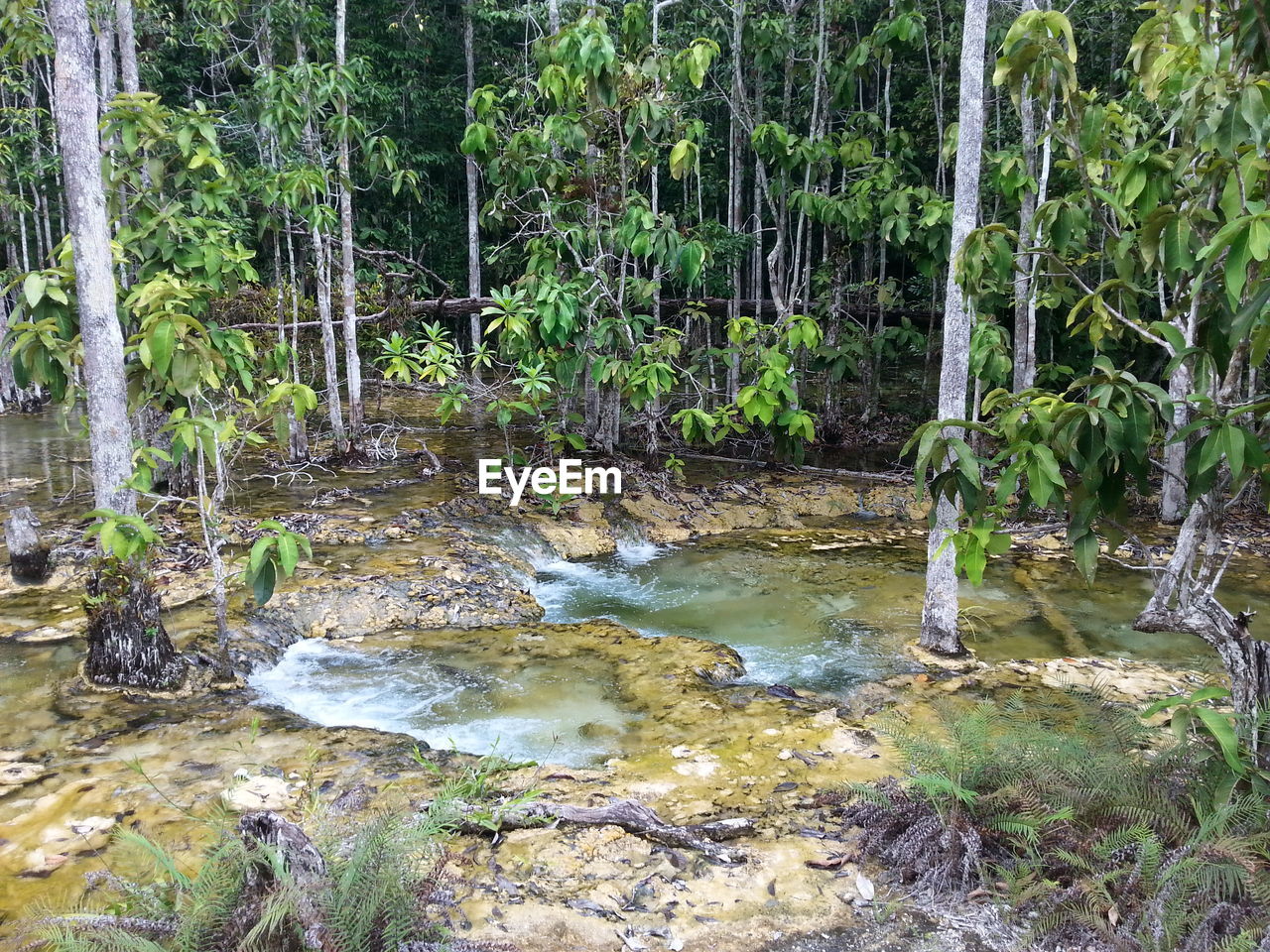 TREES GROWING IN FOREST