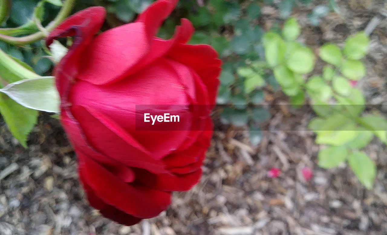 CLOSE-UP OF RED ROSE
