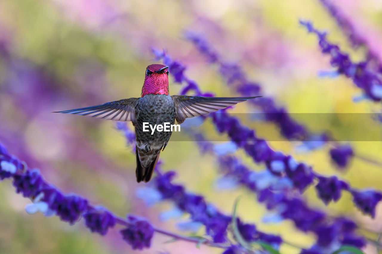 Close-up of bird flying against sky