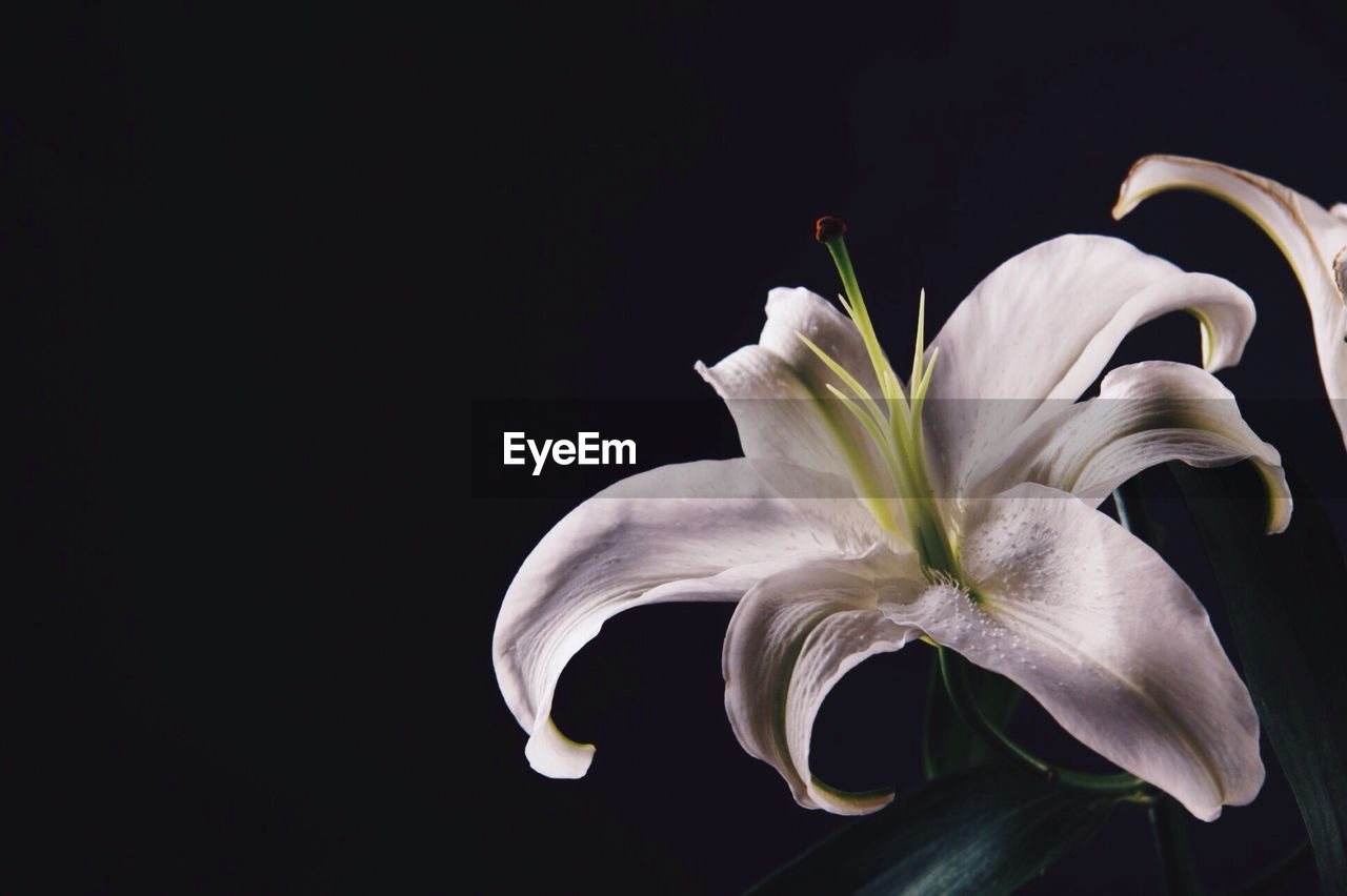 White lily on black background