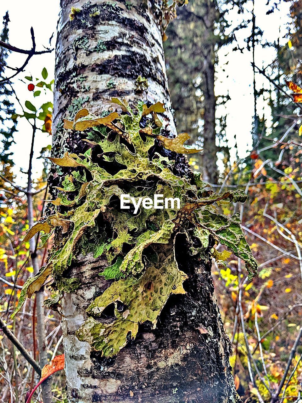 CLOSE-UP OF MOSS GROWING ON TREE