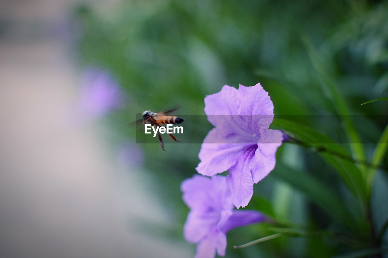 Close-up of bee pollinating on purple flower