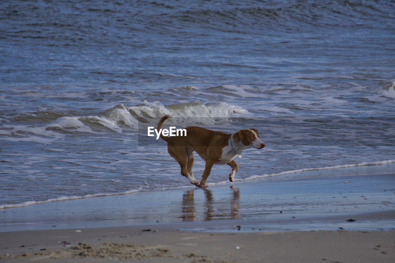 DOG RUNNING AT BEACH