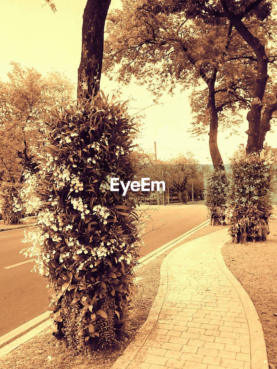 CLOSE-UP OF FLOWER TREES ON ROAD