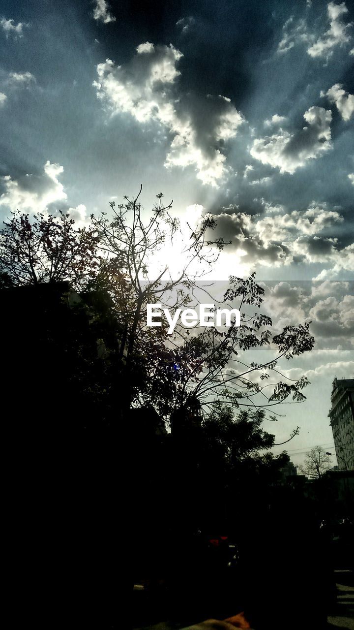 CLOSE-UP OF SILHOUETTE BIRDS BY TREE AGAINST SKY