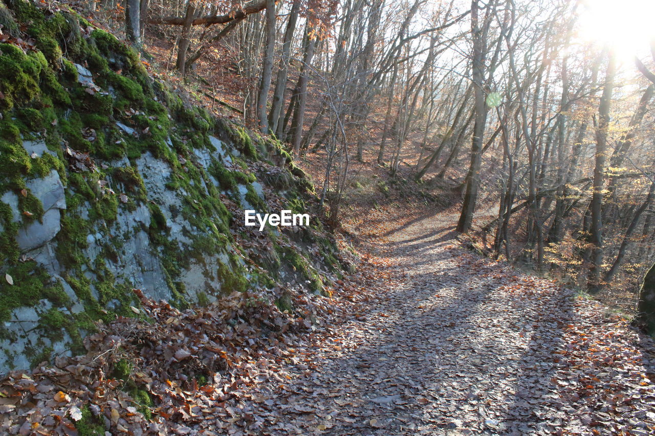 Trees growing in forest during autumn
