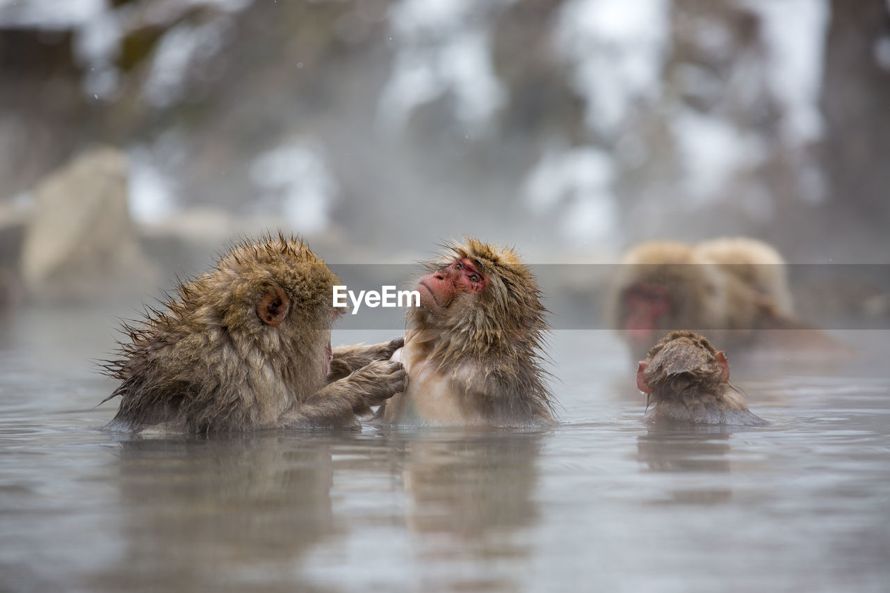 Japanese macaque in hot spring