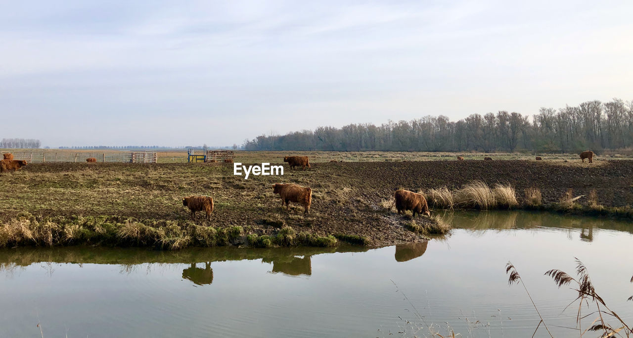 Scenic view of cows reflected in lake against sky