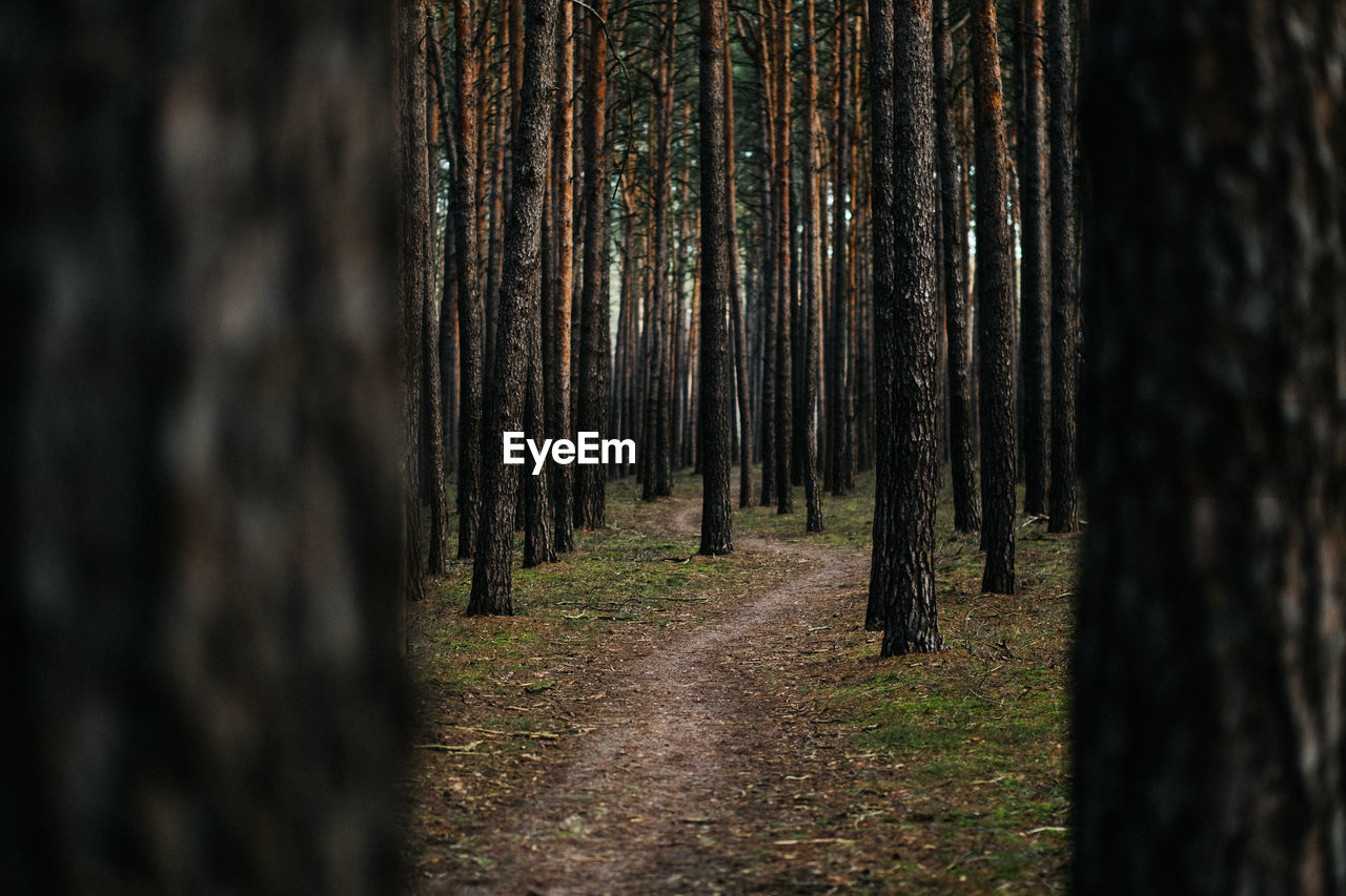 Trees growing in forest