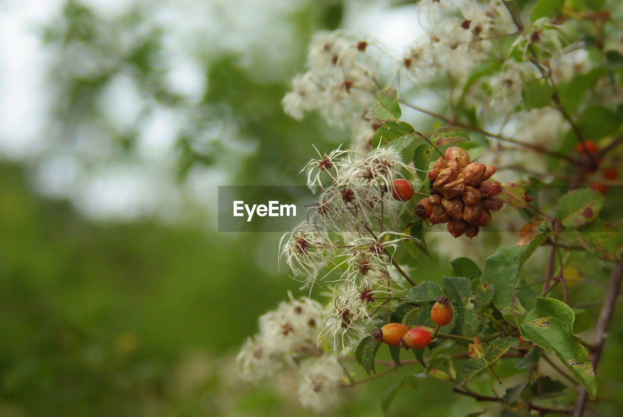 plant, fruit, food, food and drink, healthy eating, tree, nature, freshness, branch, flower, growth, no people, plant part, leaf, produce, beauty in nature, blossom, outdoors, day, berry, selective focus, close-up, wellbeing, focus on foreground, macro photography, environment, green, shrub, agriculture, ripe, red, autumn, organic, landscape, fruit tree, land, flowering plant