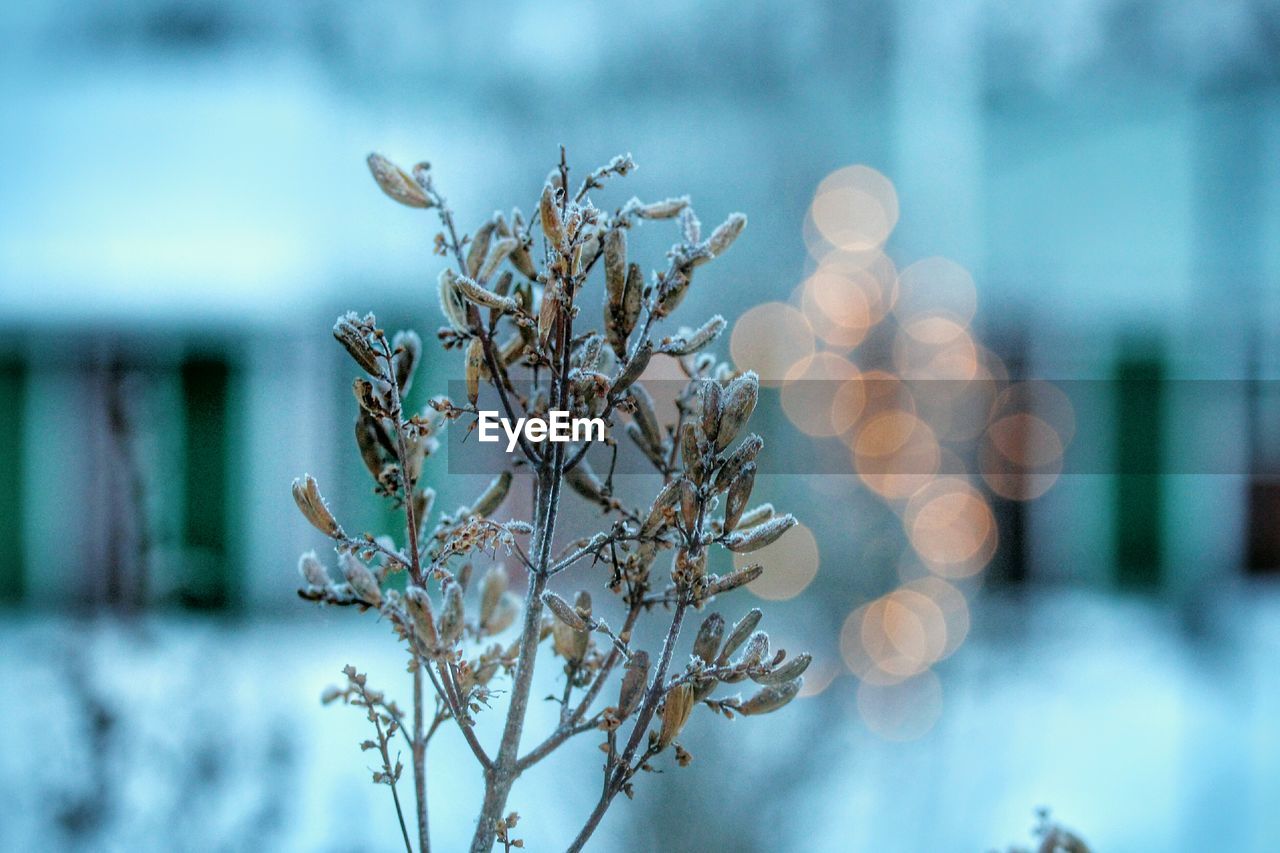 Close-up of plant against building during winter