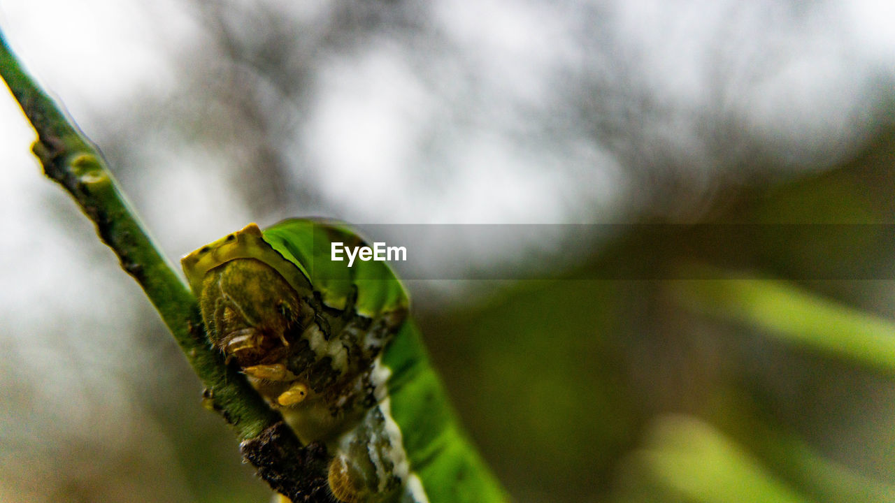 CLOSE-UP OF GRASSHOPPER ON LEAF