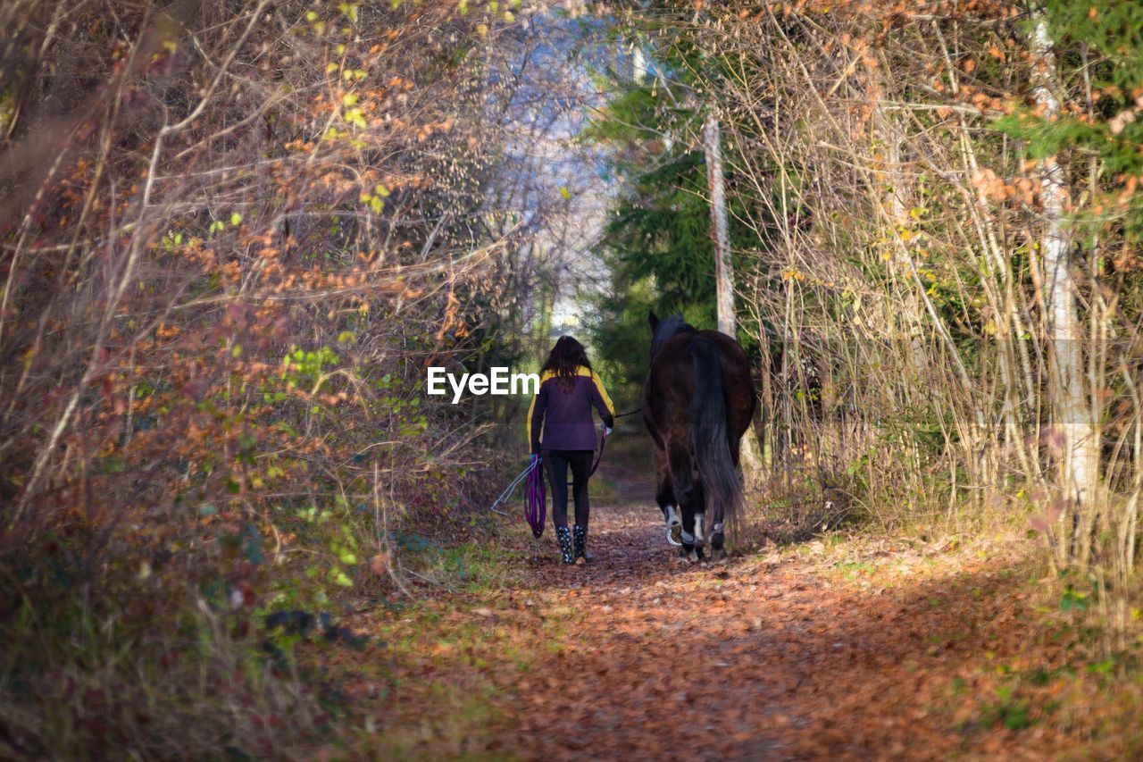 Rear view of women walking on footpath in forest with hors