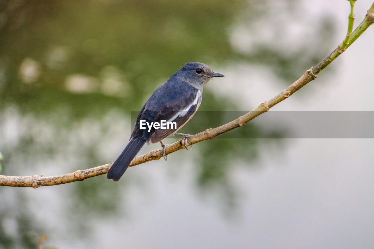 Close-up of bird perching on branch