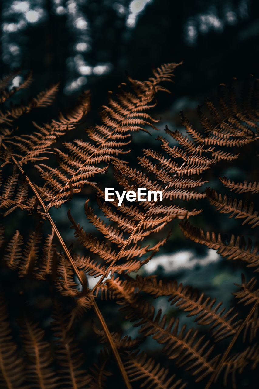 leaf, plant, no people, nature, tree, branch, beauty in nature, close-up, growth, pattern, pinaceae, plant part, coniferous tree, macro photography, outdoors, focus on foreground, pine tree, backgrounds, tranquility, day, land, full frame