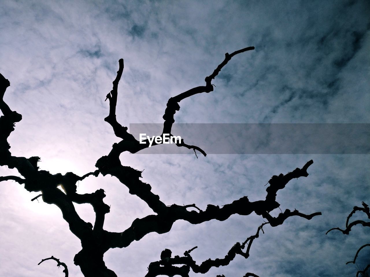 LOW ANGLE VIEW OF TREE AGAINST SKY