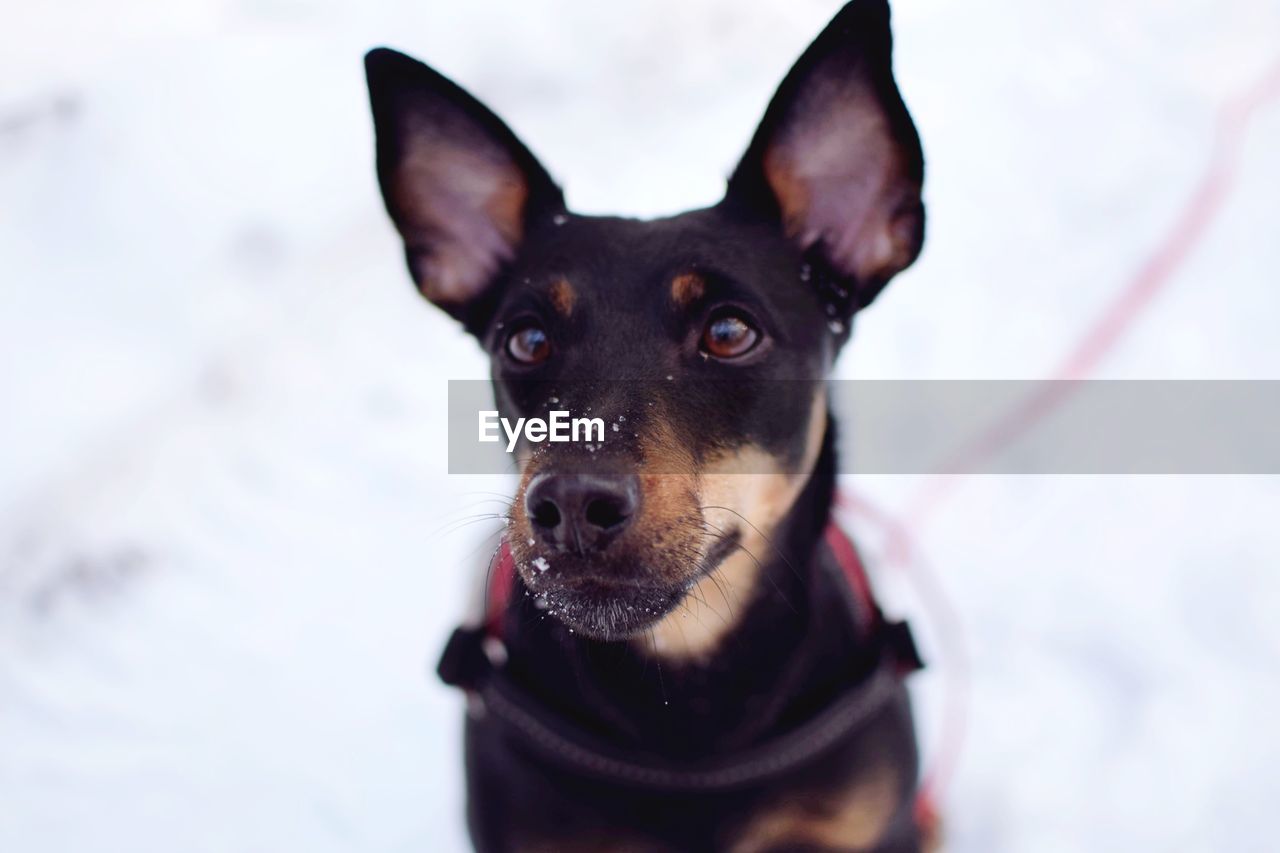 Close-up portrait of dog during winter