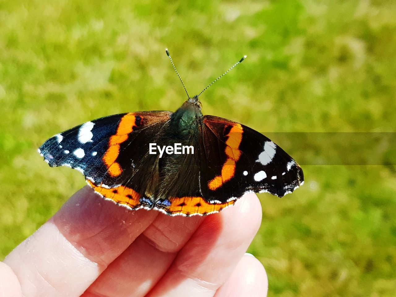 BUTTERFLY ON HAND