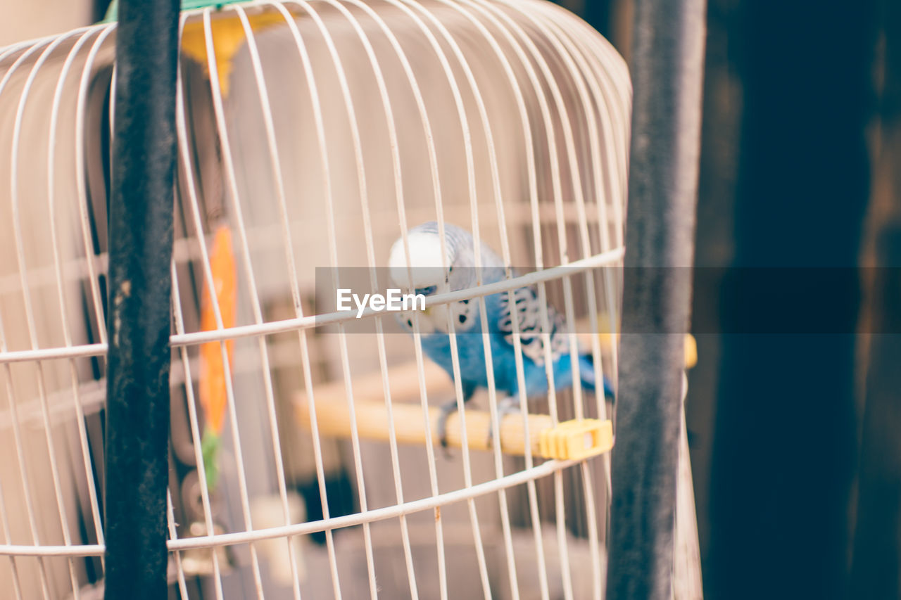 Close-up of bird perching in cage