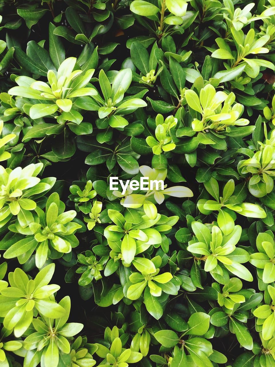 FULL FRAME SHOT OF PLANTS AND GREEN LEAVES