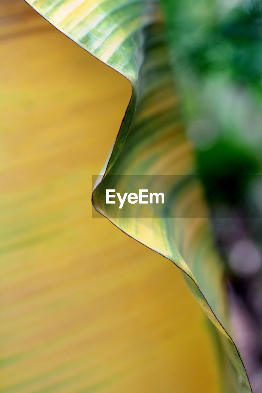 CLOSE-UP OF GREEN LEAF