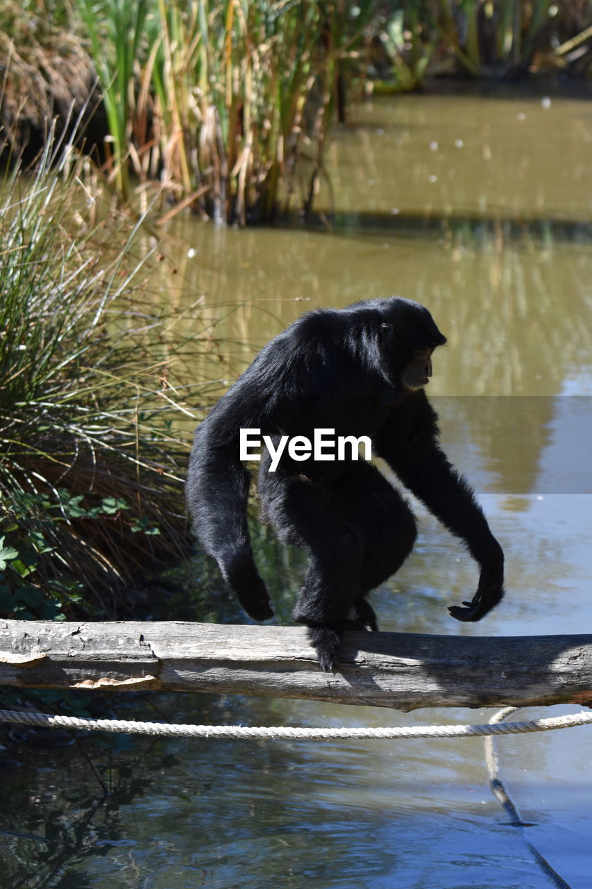 MONKEY IN THE LAKE