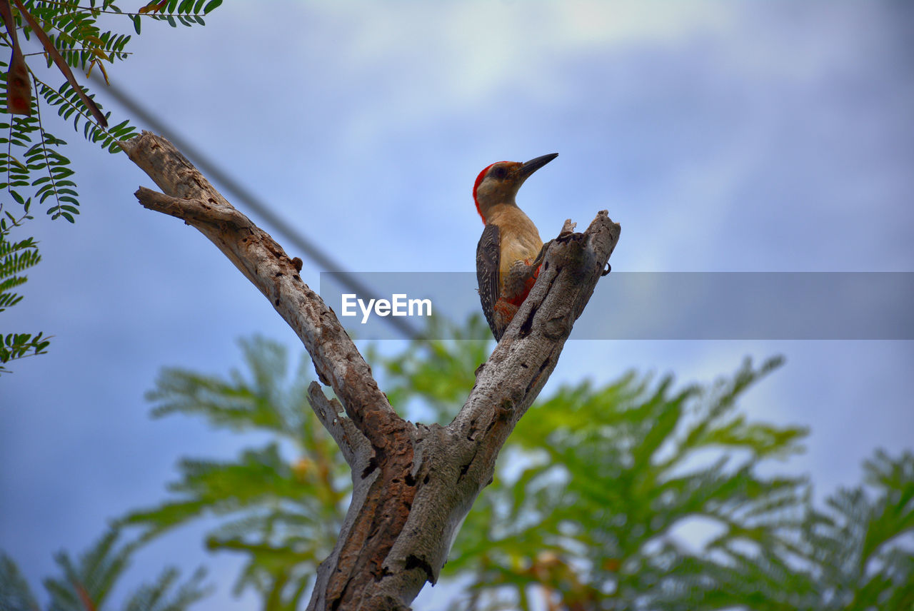 LOW ANGLE VIEW OF BIRD PERCHING ON A BRANCH