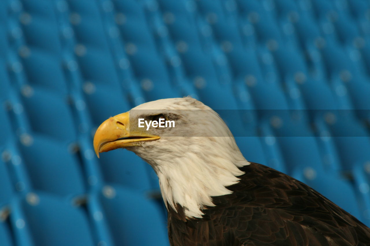 Close-up of eagle against blurred background