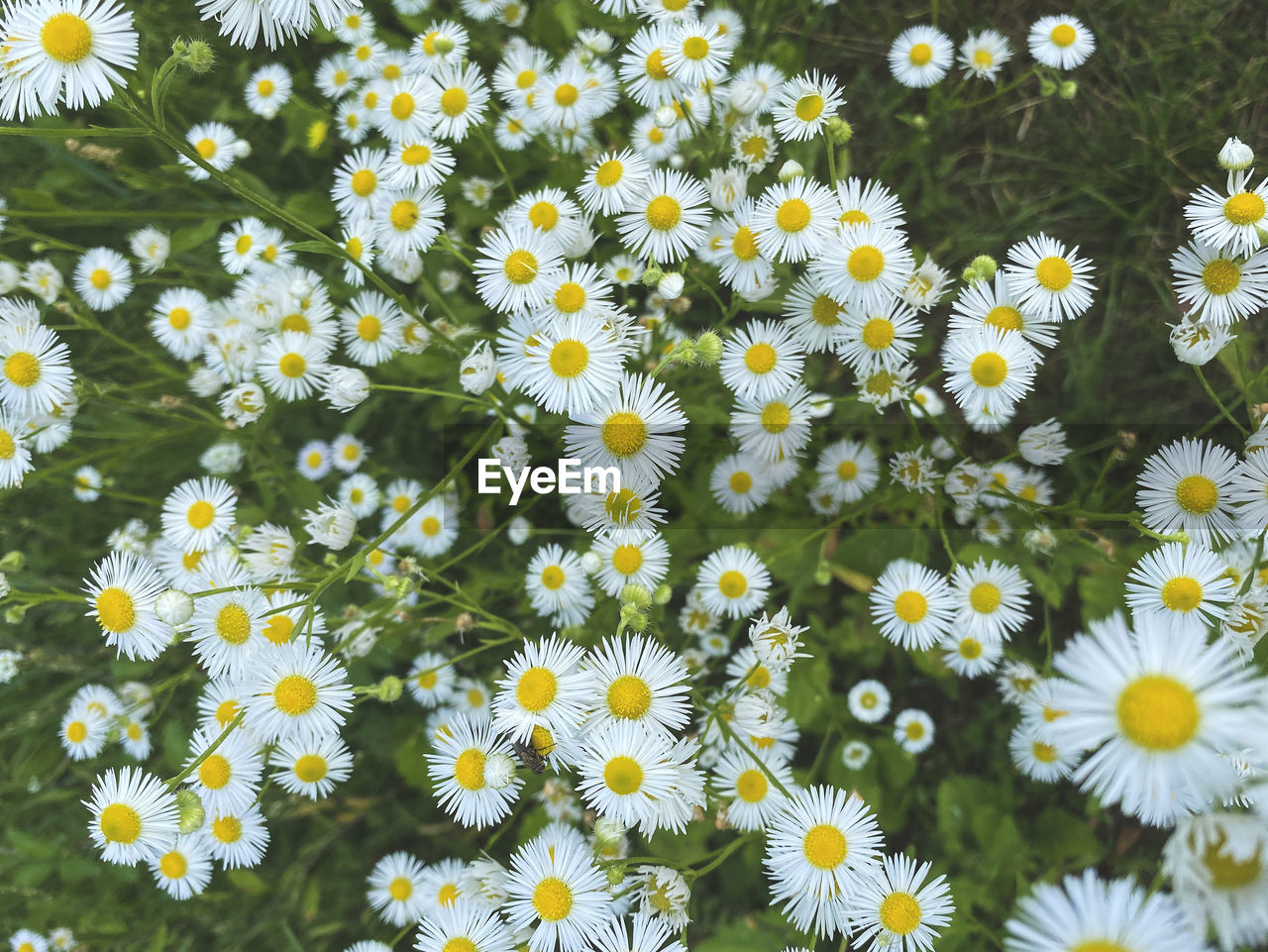 White small flowers erigeron annuus in the meadow, selective focus. botanical flowers