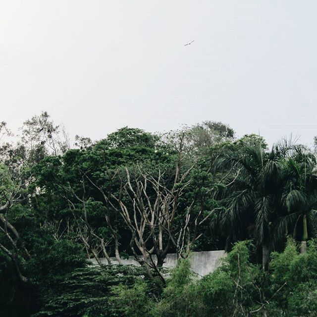 TREES GROWING IN WATER