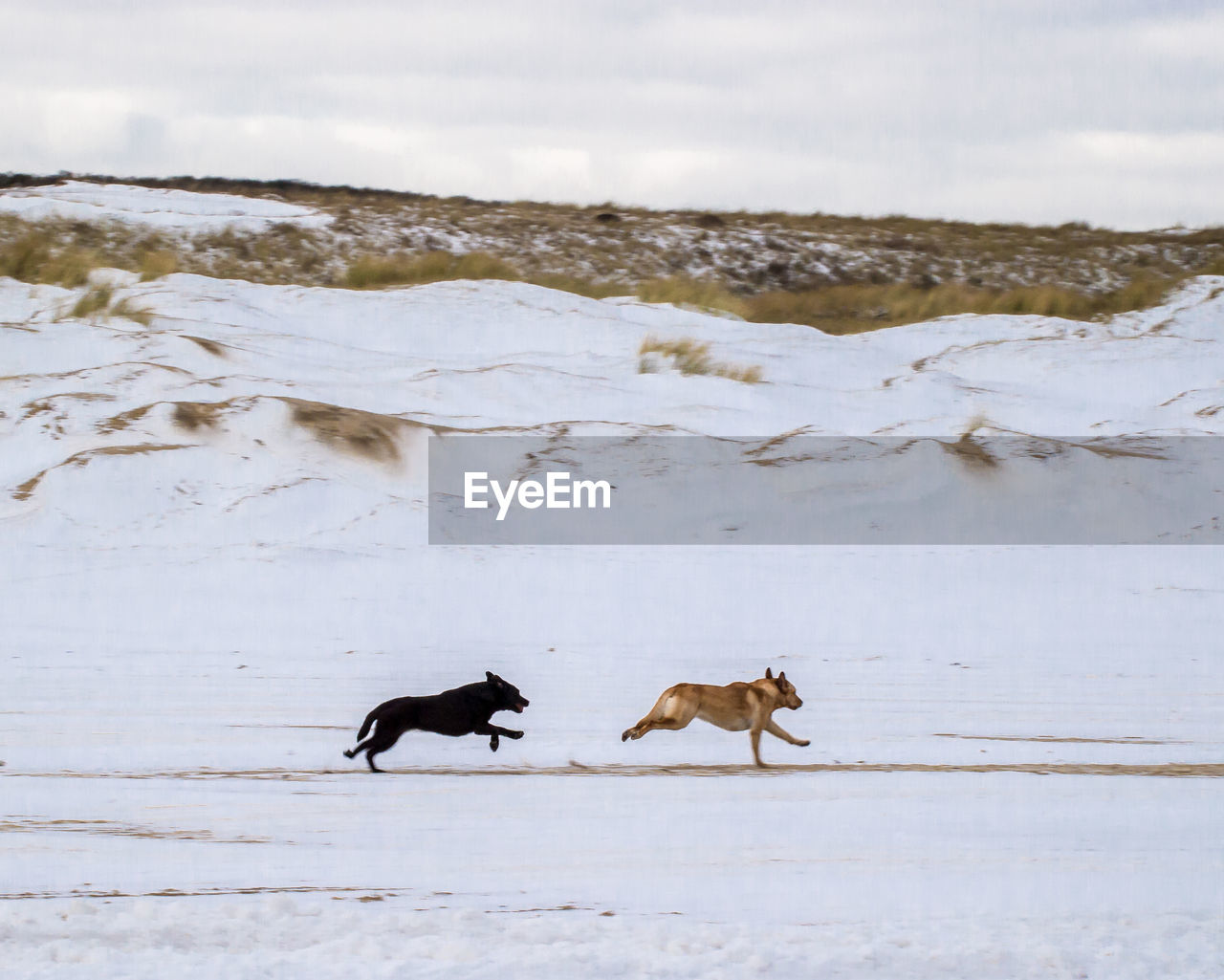 TWO DOGS IN SNOW