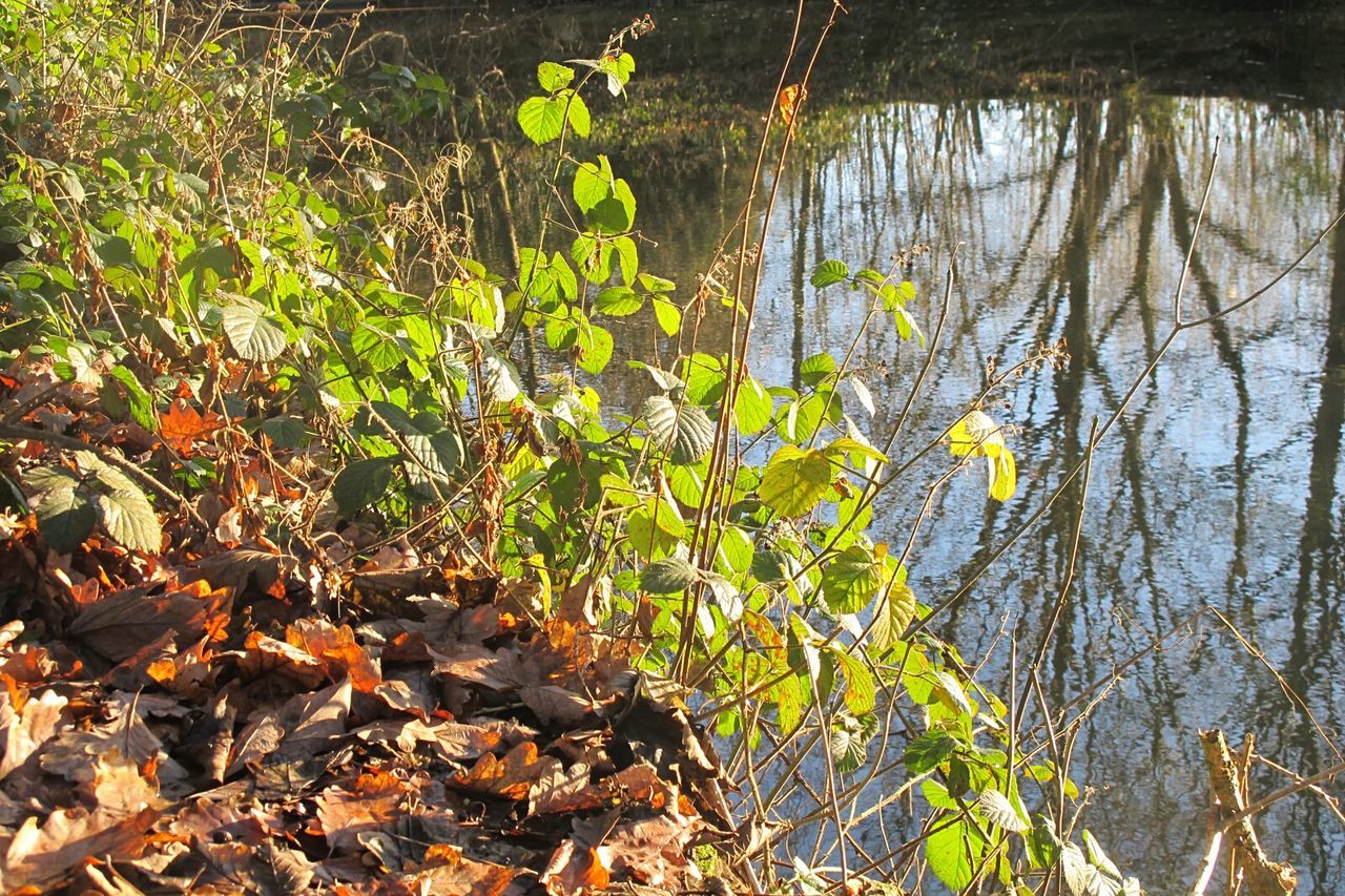 CLOSE-UP OF SNAKE ON LAKE