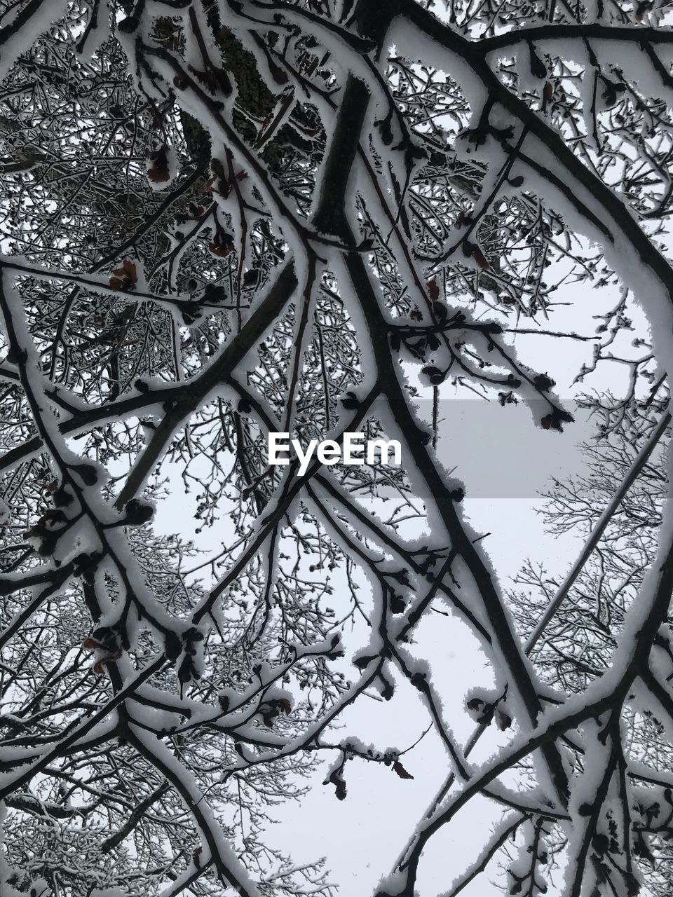 LOW ANGLE VIEW OF HORSE ON TREE