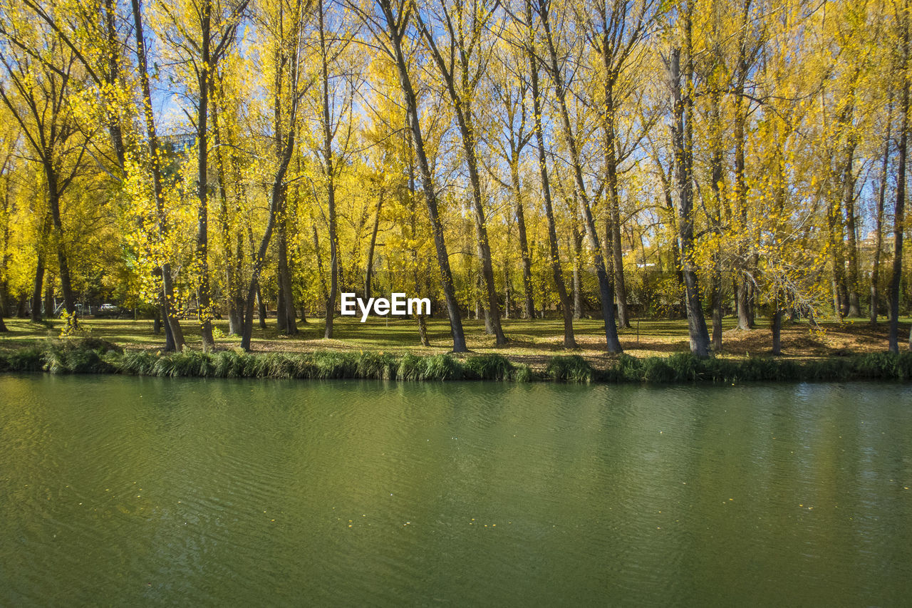 Scenic view of lake by trees against sky