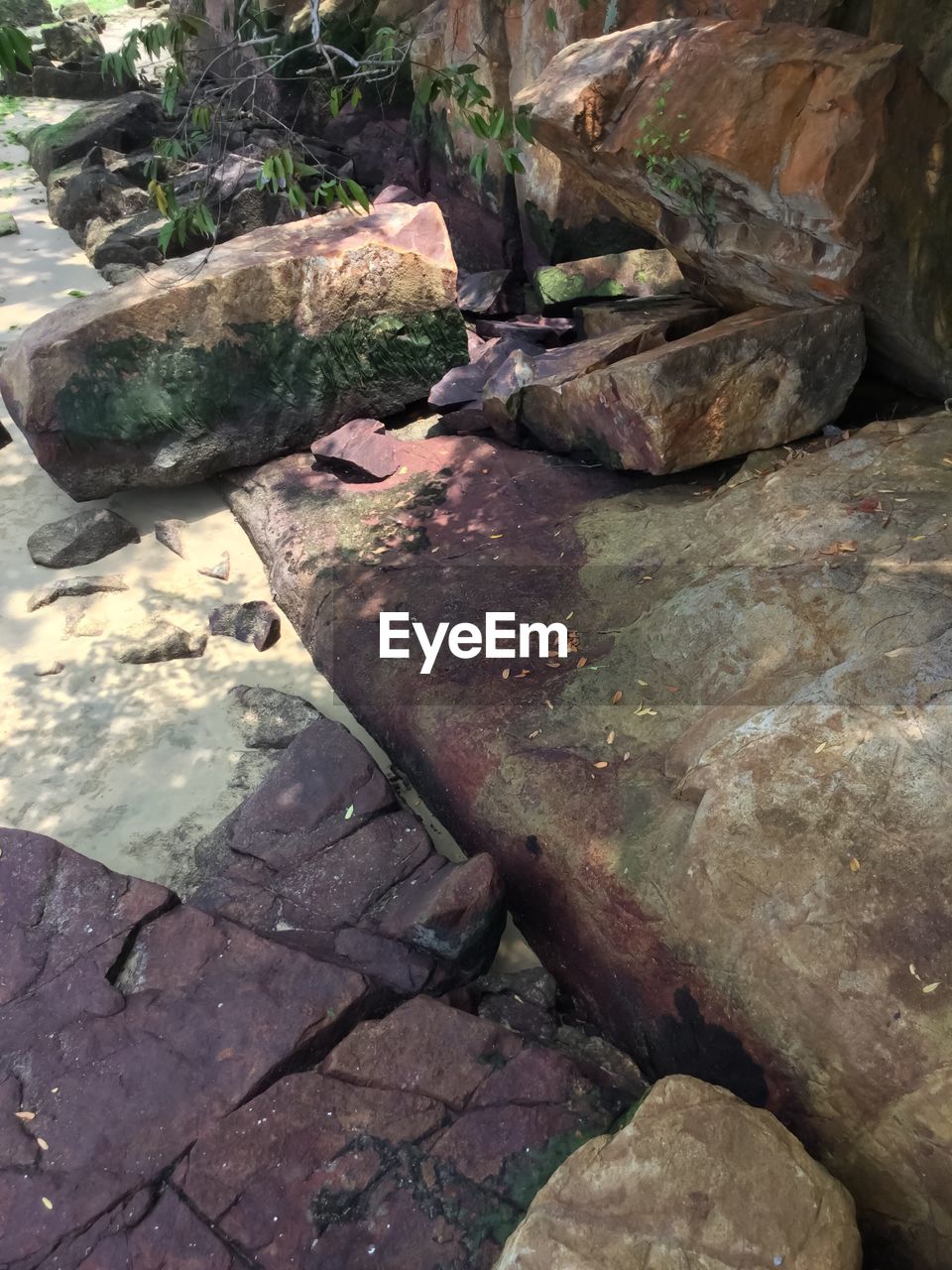 CLOSE-UP OF CROCODILE ON ROCK