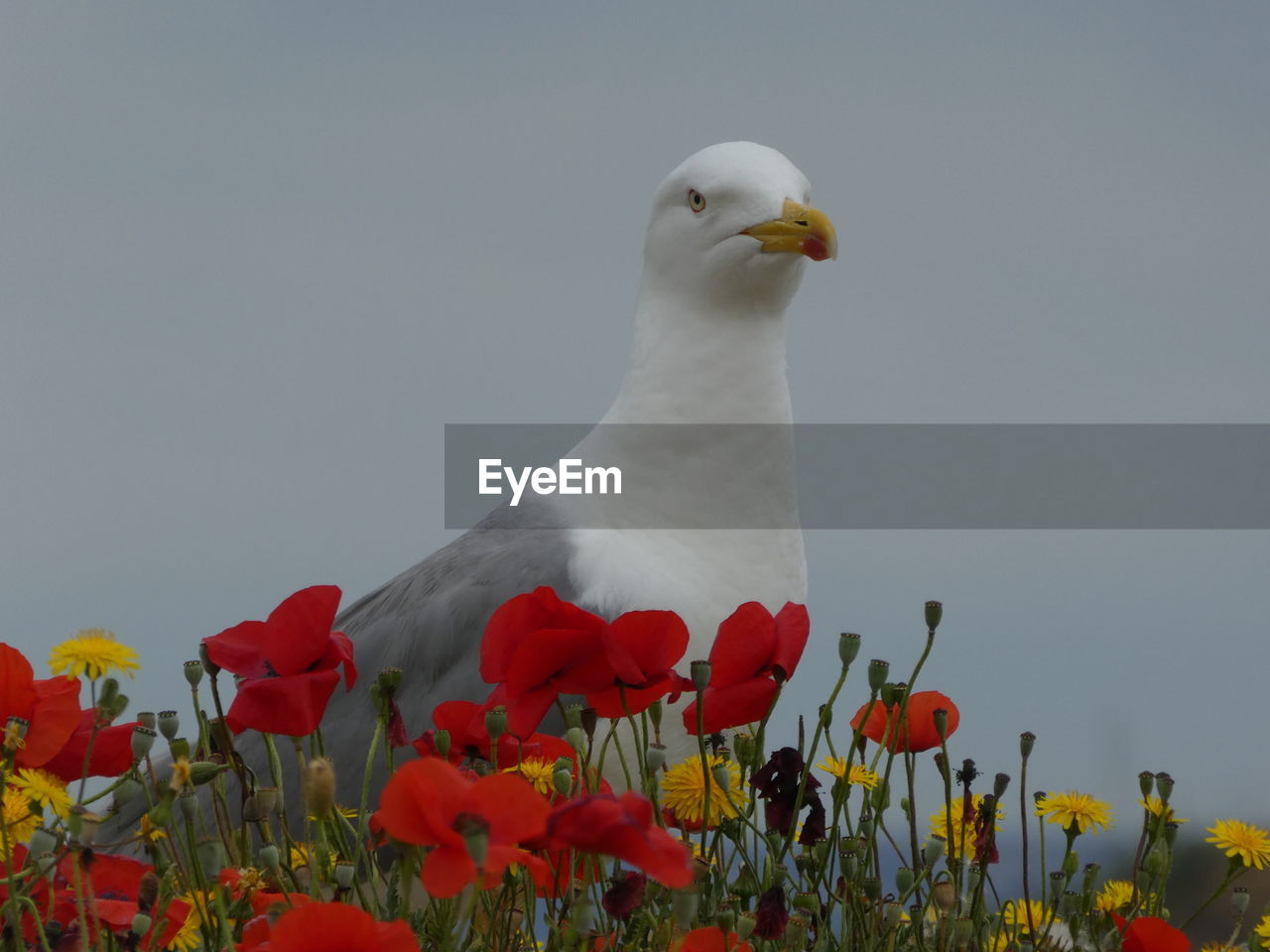 Close-up of seagull by flowers blooming against sky