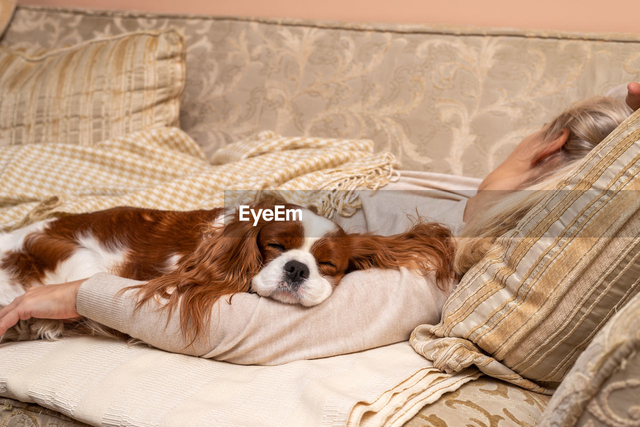 Charming cavalier king charles spaniel sleeping on an arm of a woman who is relaxing on a sofa