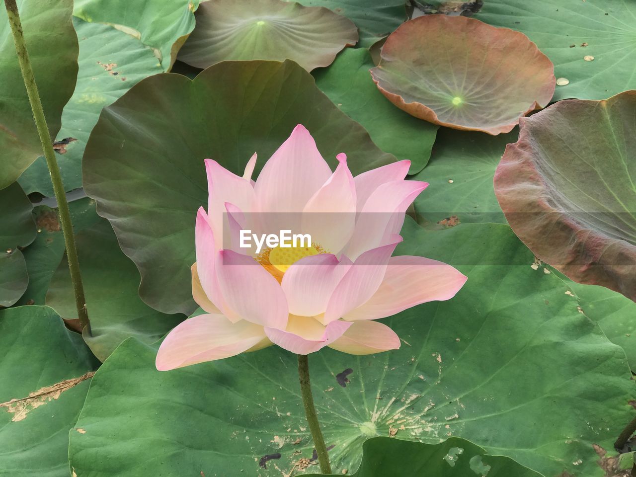 HIGH ANGLE VIEW OF LOTUS WATER LILY IN POND