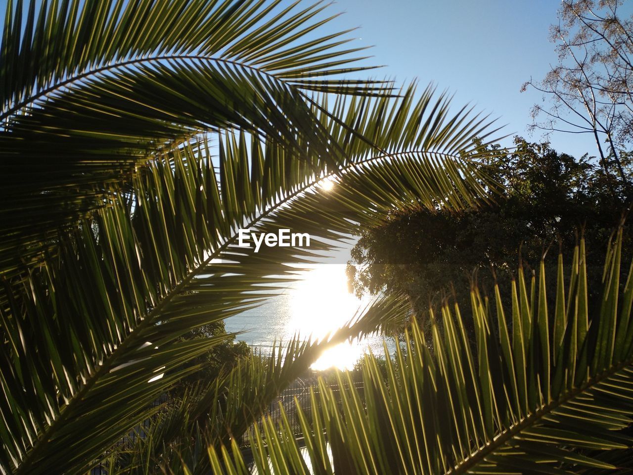 Low angle view of palm trees against sky