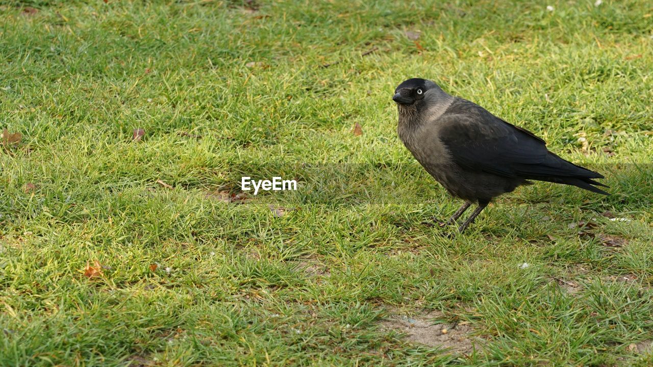 Bird perching on grass