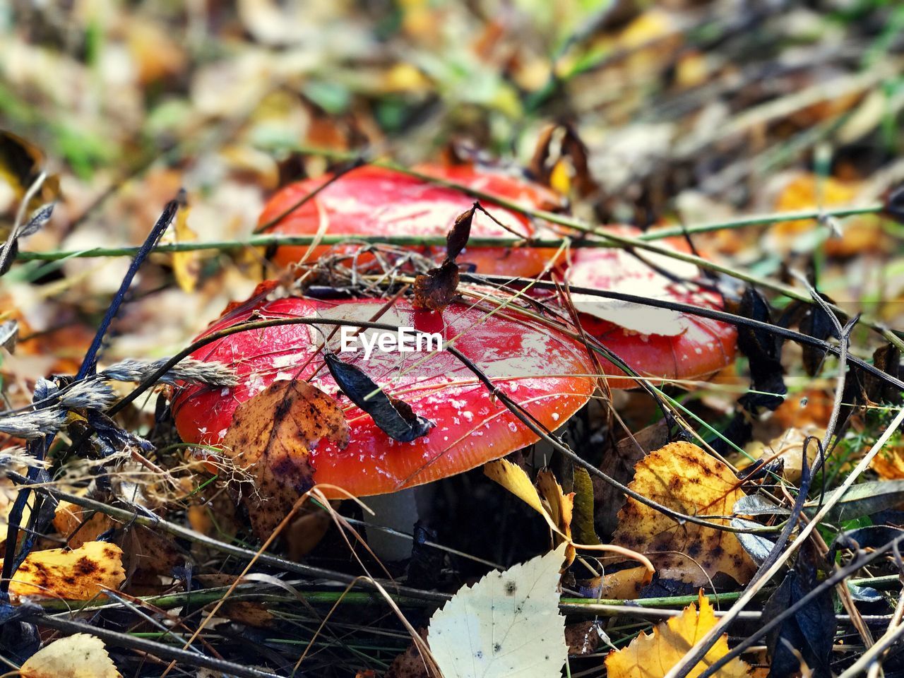 Close-up of mushrooms growing on field