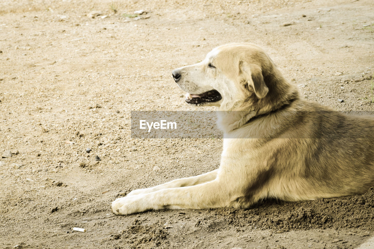 VIEW OF A DOG LOOKING AWAY ON SAND