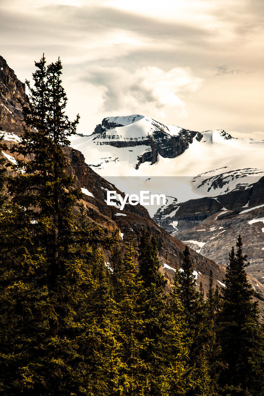 Scenic view of snowcapped mountain with pine trees