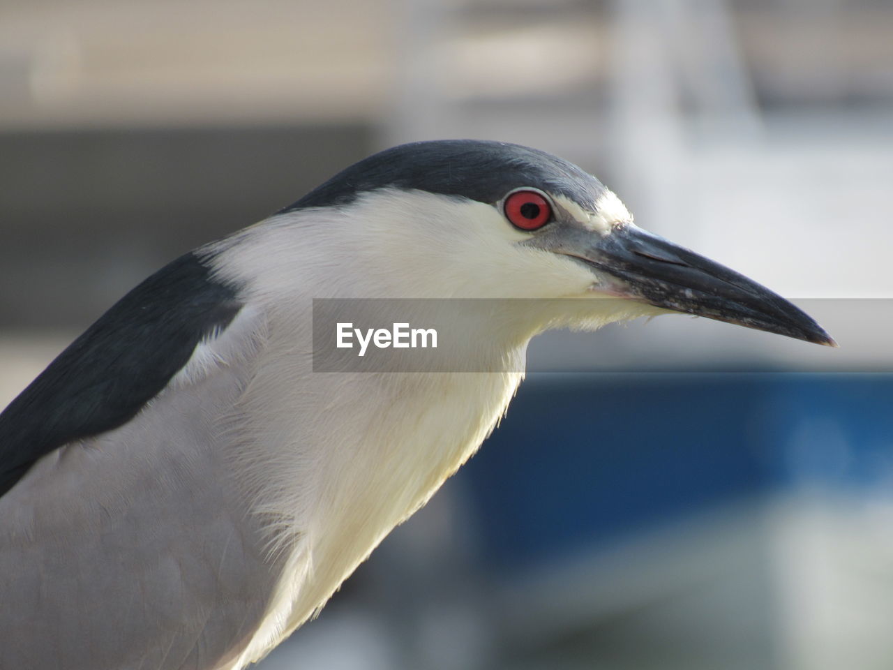 Close-up of black crowned night heron