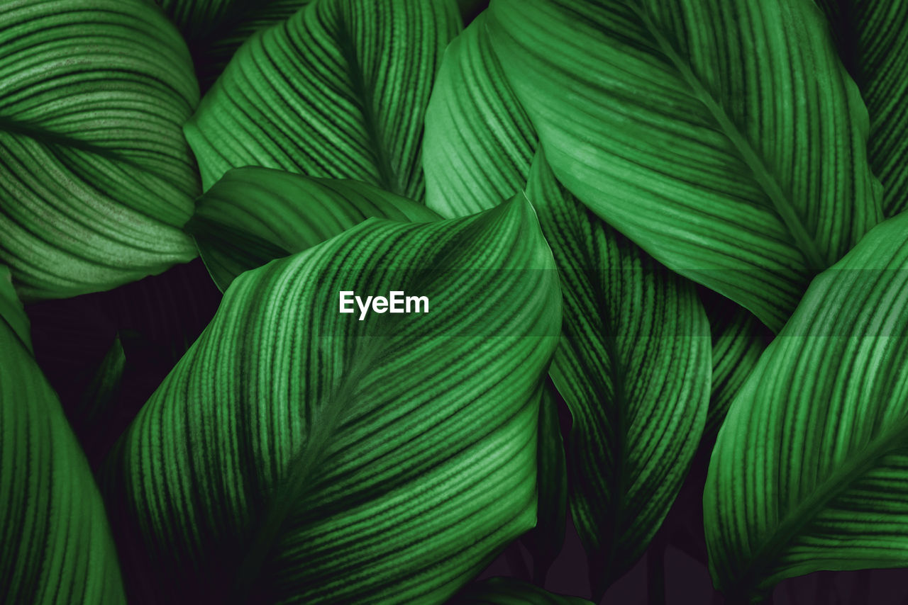 Full frame shot of palm leaves