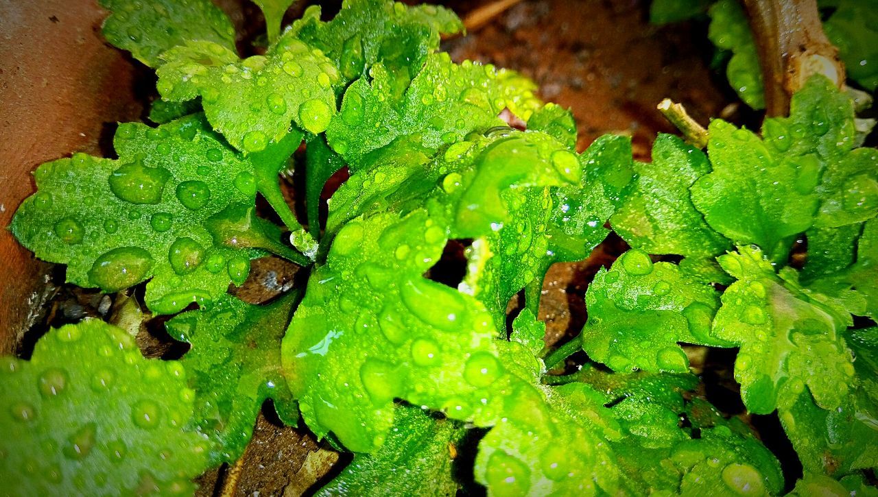Close-up of water drops on leaves