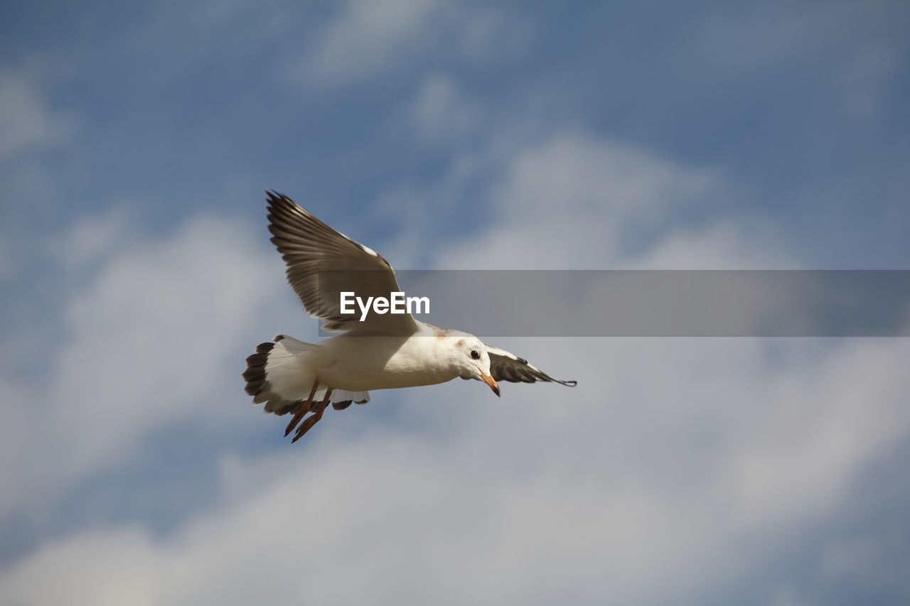 LOW ANGLE VIEW OF SEAGULLS FLYING