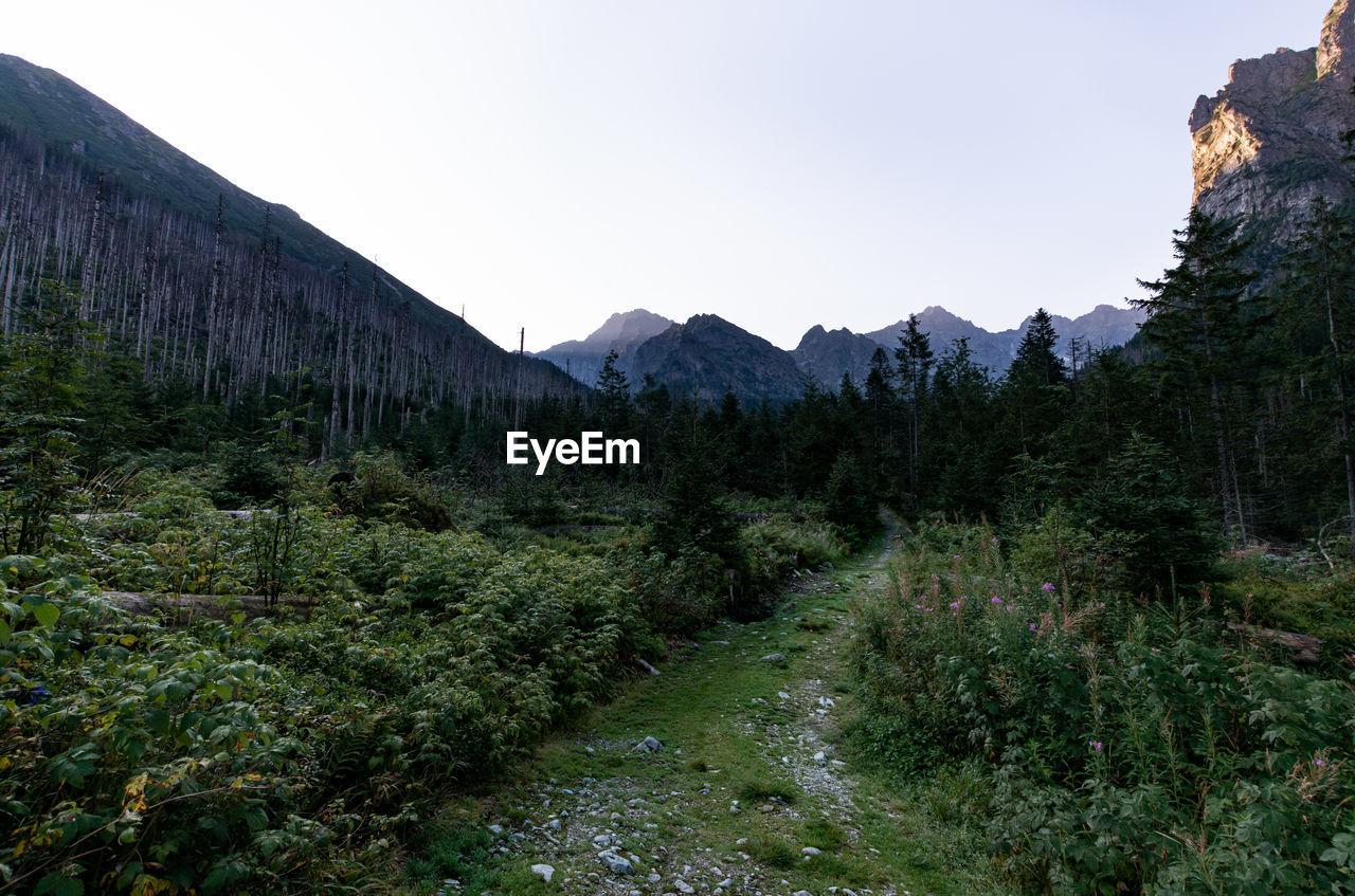 Scenic view of trees and mountains against sky