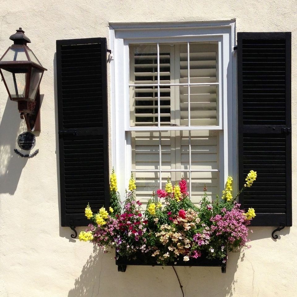 VIEW OF FLOWERS ON BUILDING WALL